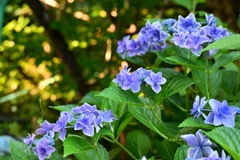 日陰の紫陽花