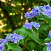 日陰の紫陽花