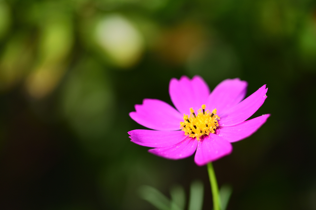 秋桜の季節