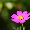 秋桜の季節