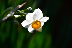 庭の花 26