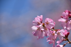 笠森観音の桜