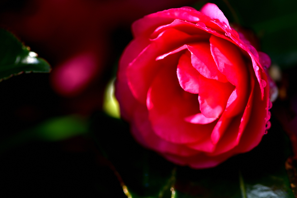 君は薔薇より美しい