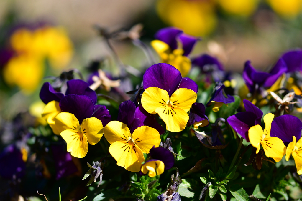 公園の花