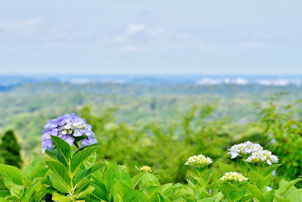 野見金公園の紫陽花 8