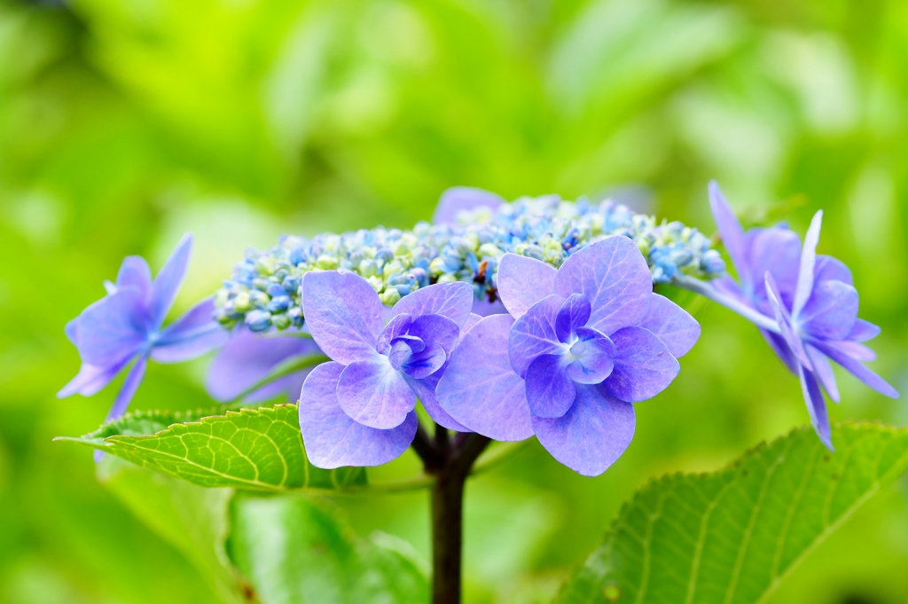 野見金公園の紫陽花 5