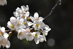 林道の桜