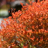 庭の紅葉