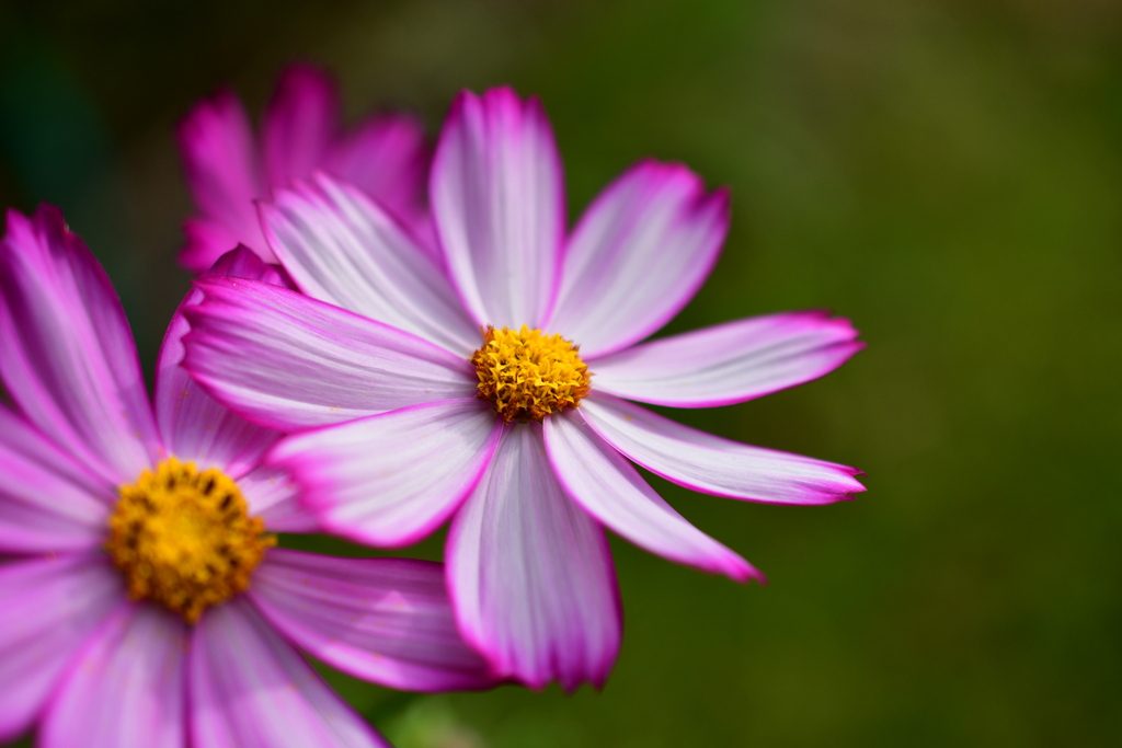 庭の花6