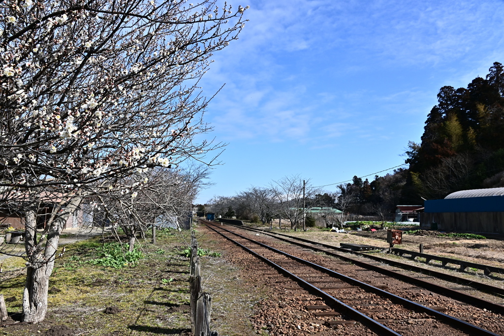 小湊鉄道さと山ウオーク 20