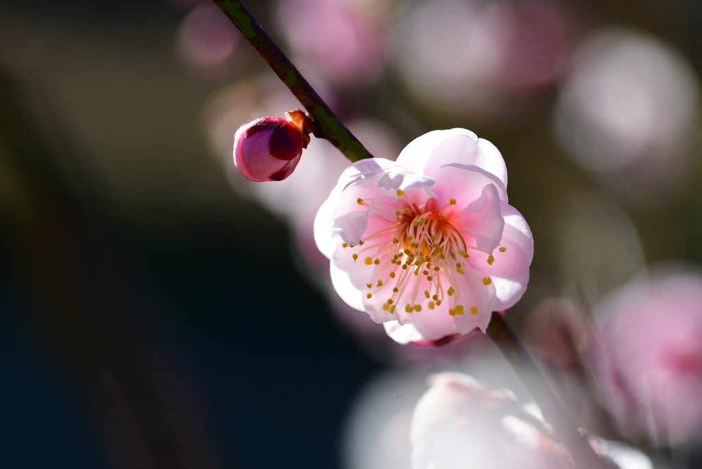 梅香る庭
