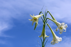 夏空には白百合がよく似合ふ