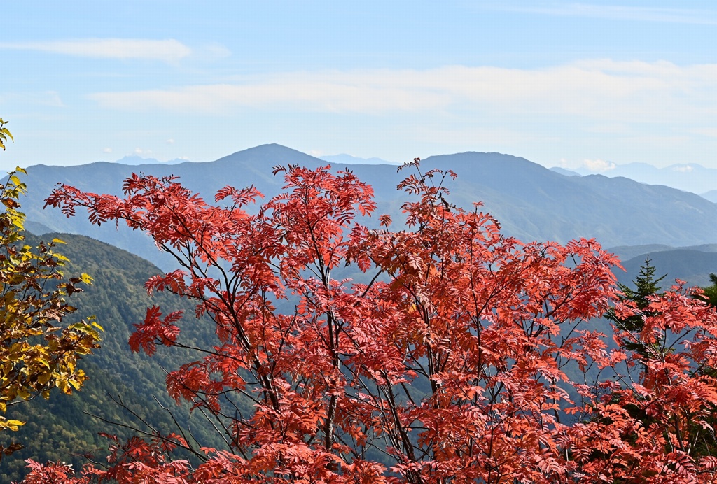 ナナカマドの紅葉