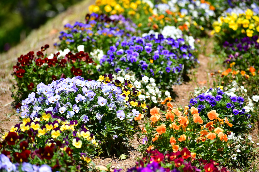 公園の花3