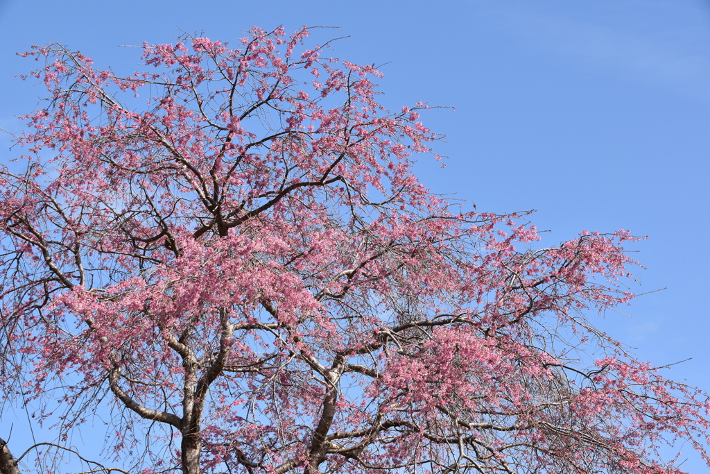 公園の桜