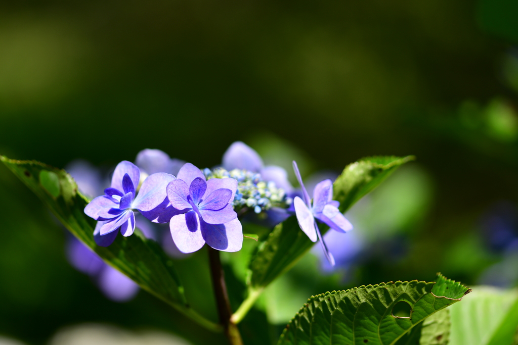 野見金公園の紫陽花 9