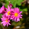庭の花 17