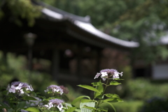 鐘楼と紫陽花
