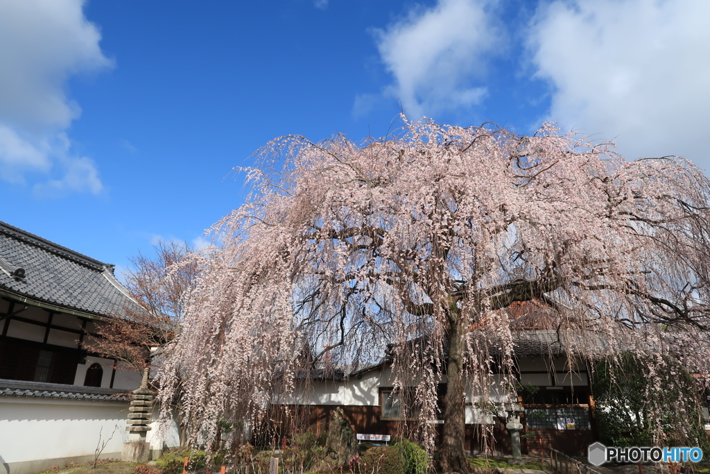 本満寺大枝垂桜