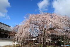 本満寺大枝垂桜
