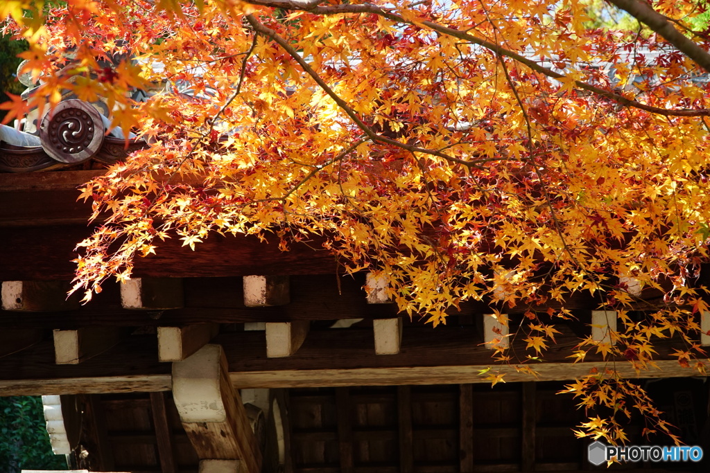 橙色紅葉