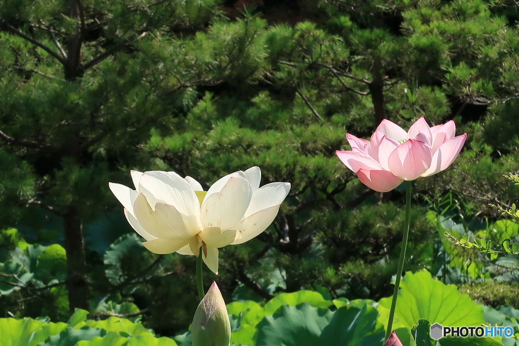 紅白花蓮