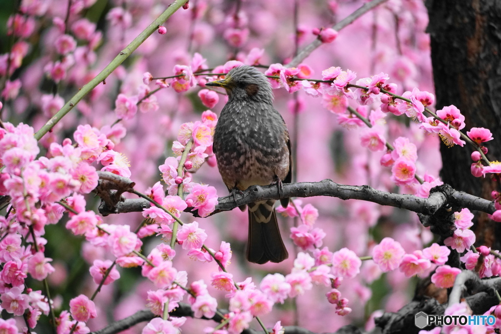 お花見