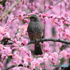 お花見