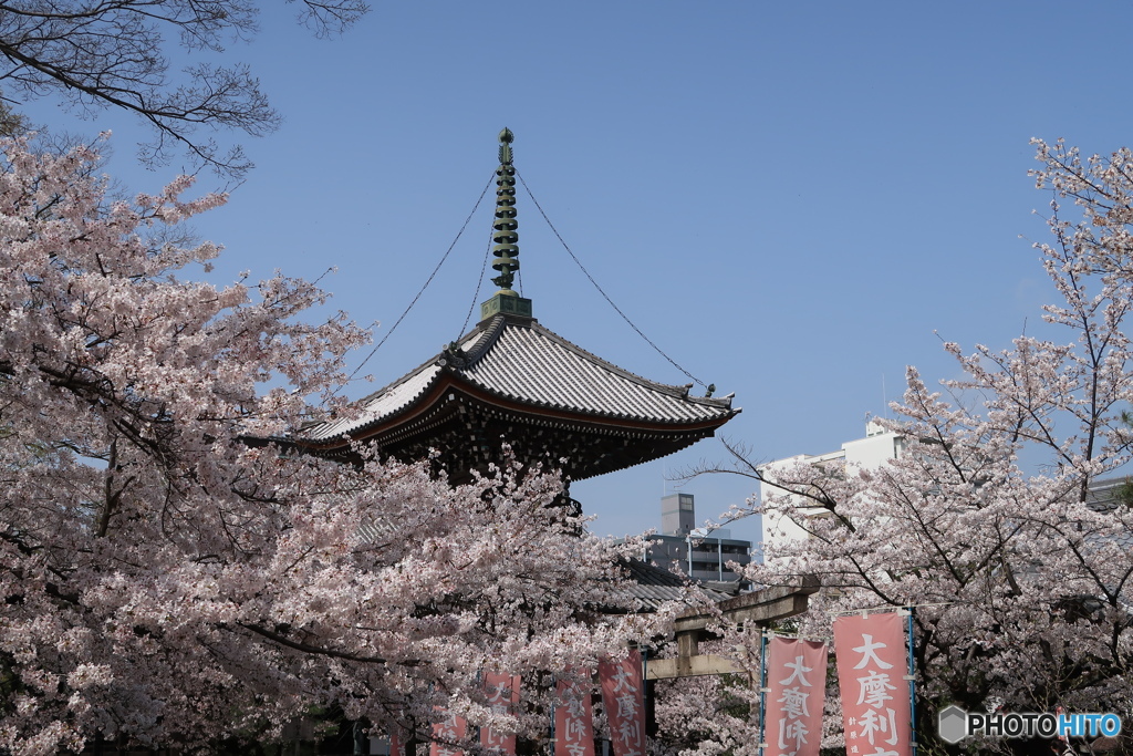 桜上の多宝塔