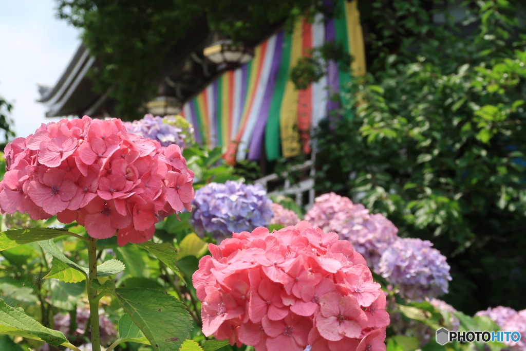 赤紫陽花