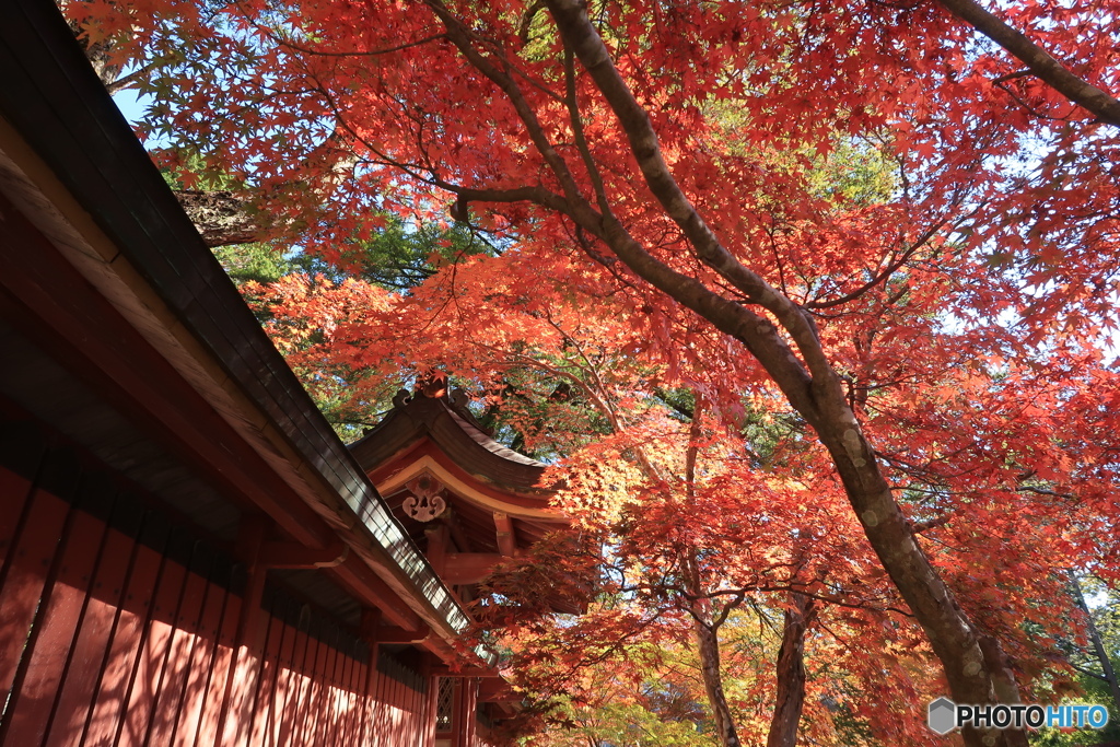 朱と紅