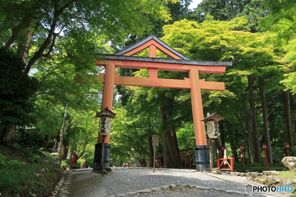 新緑の山王鳥居