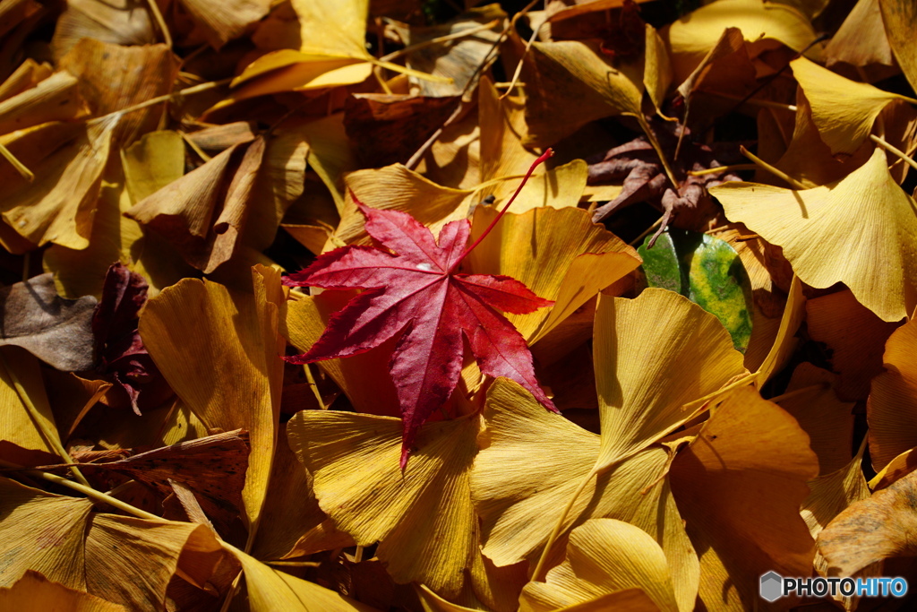 紅一点