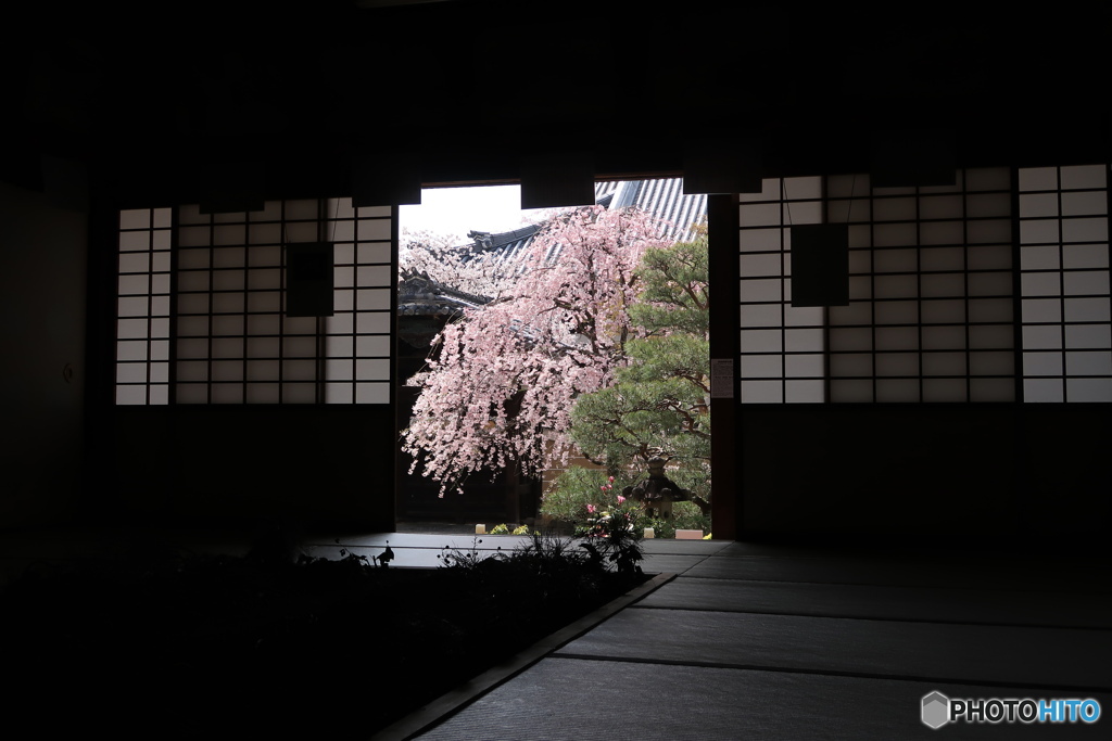 枝垂桜を望む