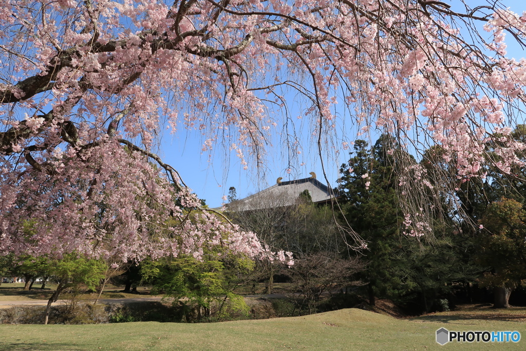 大仏殿裏桜