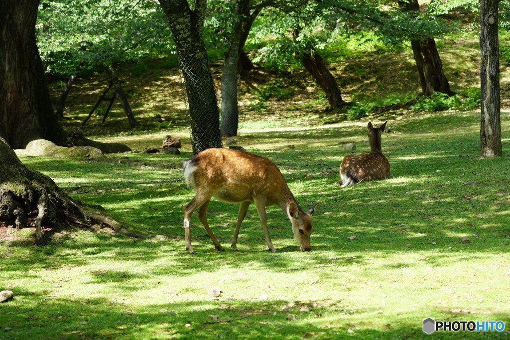新緑の奈良公園