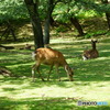 新緑の奈良公園