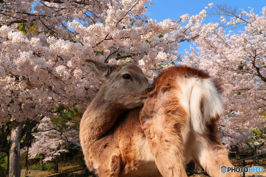 桜鹿