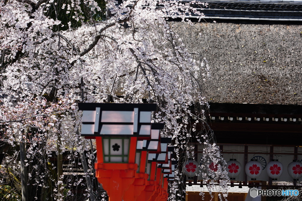京都魁桜