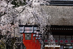京都魁桜