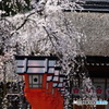 京都魁桜