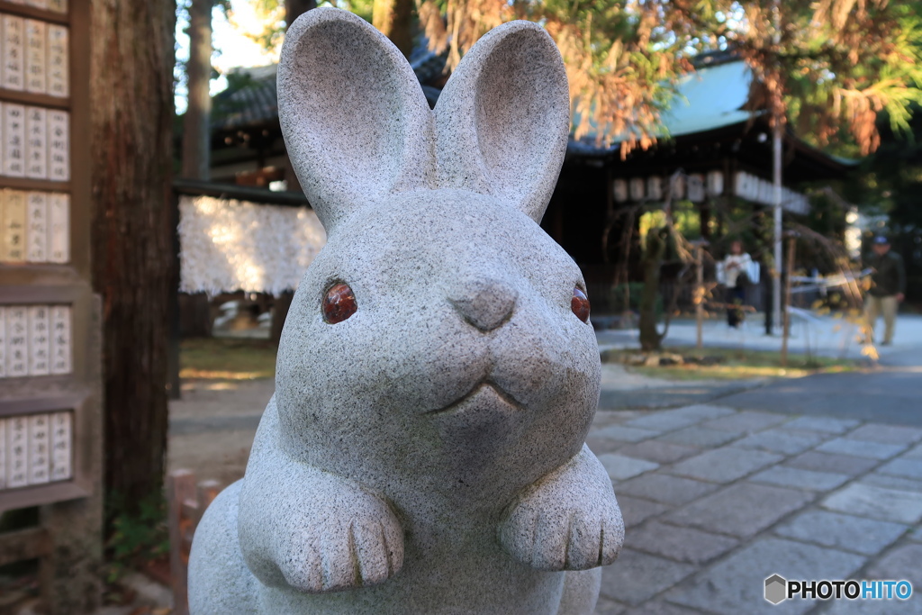 ウサギさん