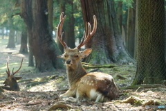 朝奈良公園