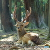 朝奈良公園