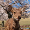 ペロッ
