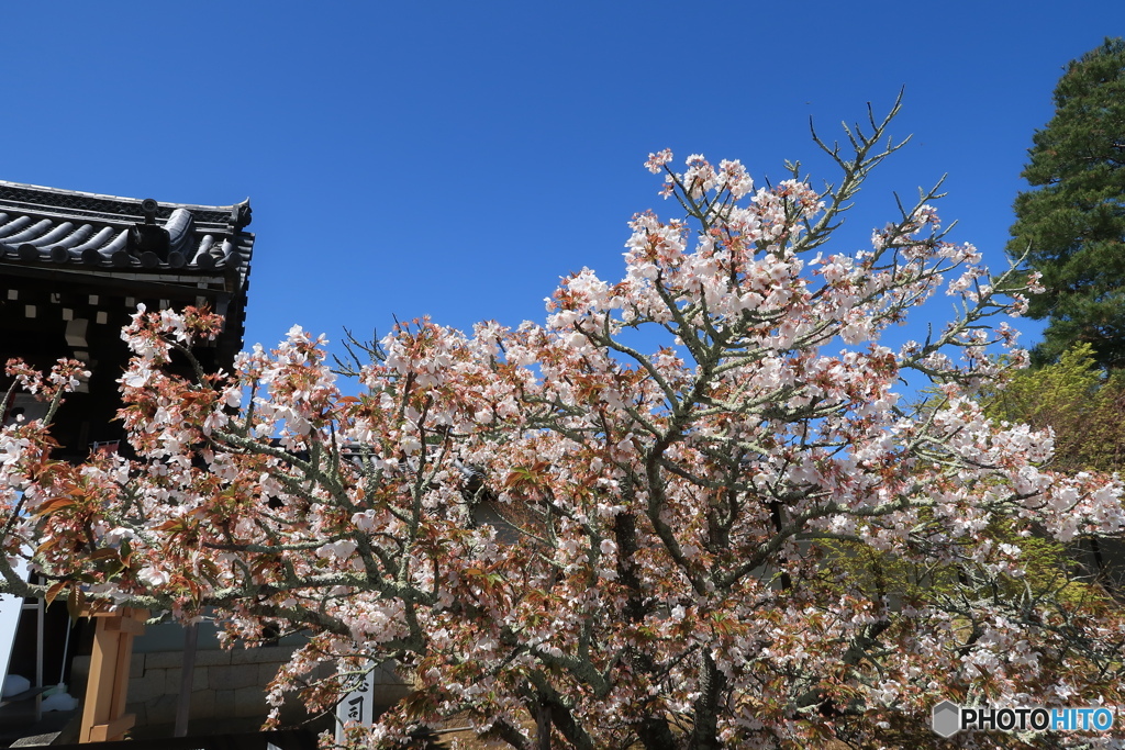 御室仁和寺２