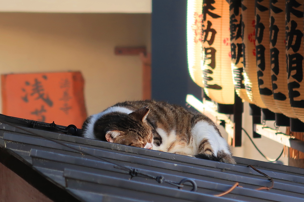 屋根の上