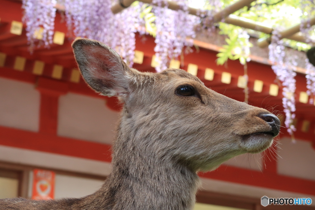 おすまし