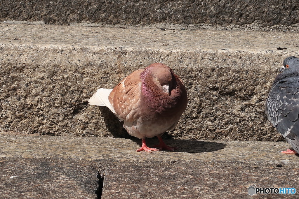 眠り鳩