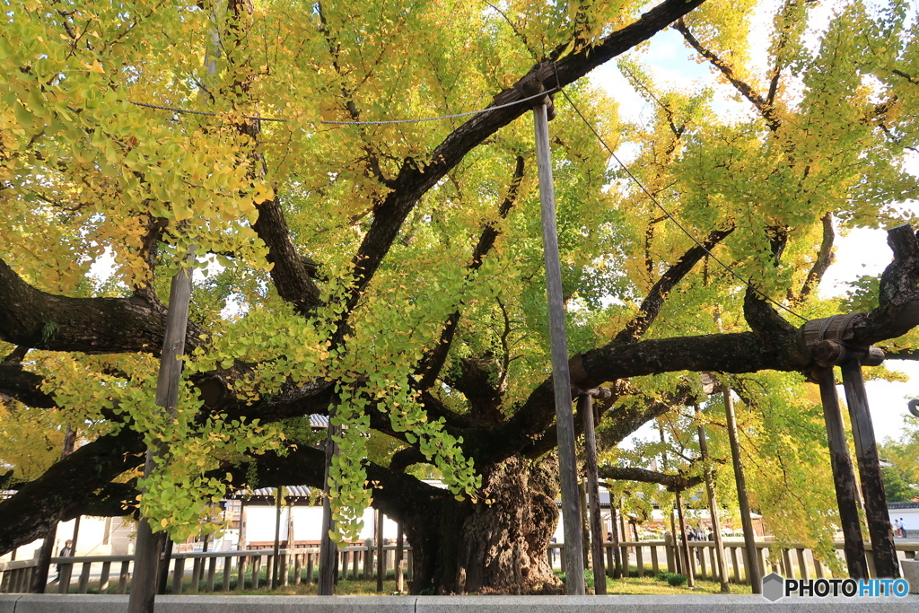 西本願寺逆さ銀杏３